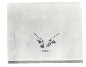 Click for 1 image(s) for this accession. FRUIT